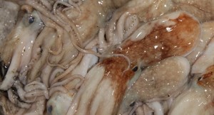 cefalópodos-300x162